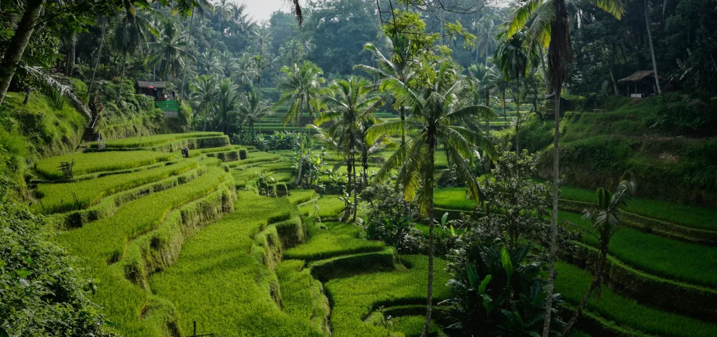 Hamparan terasering sawah dan pohon kelapa di lereng hijau pedesaan Indonesia.